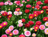 Daisy double mix